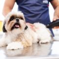 Mastering Pet Grooming: The Dos and Don’ts for DIY At-Home Sessions